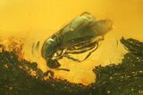 Fossil Beetle (Coleoptera) & Four Flies (Diptera) In Baltic Amber #166209-3